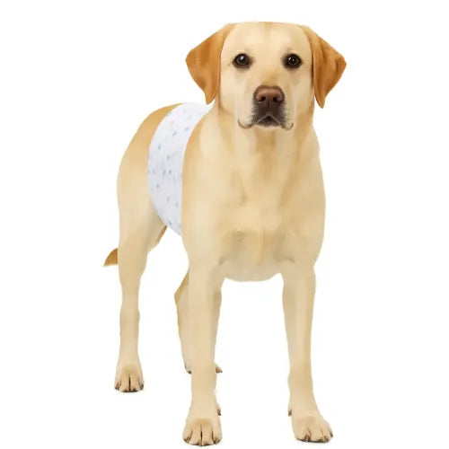 12 Pañales Para Perros Mascotas Pañal Desechable Perro