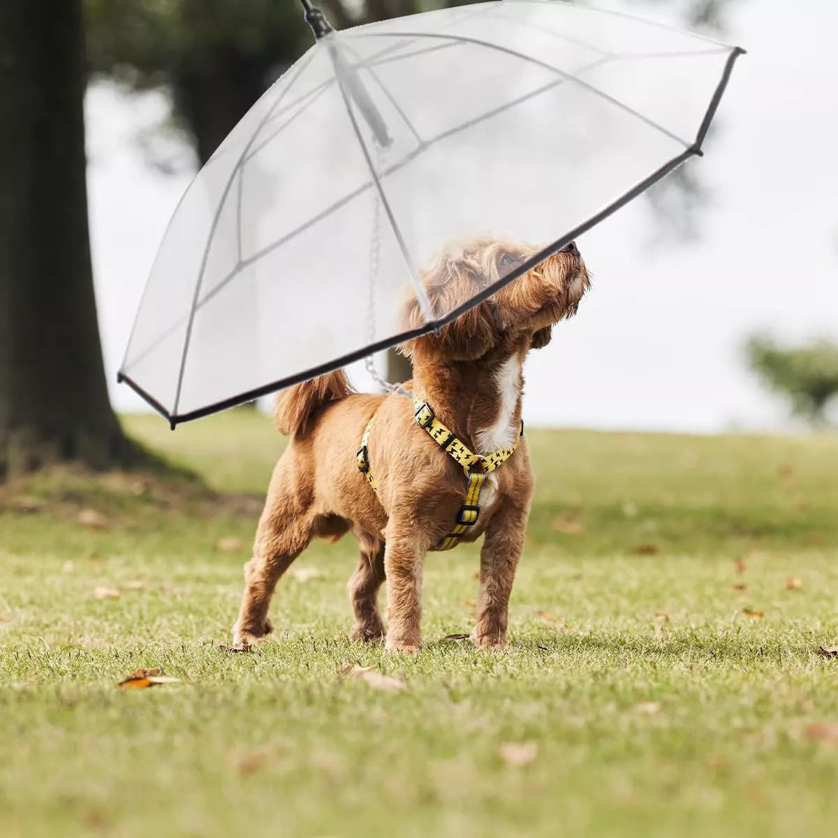 Paragua Plegable Mascotas Correa Paraguas Perros Pequeños