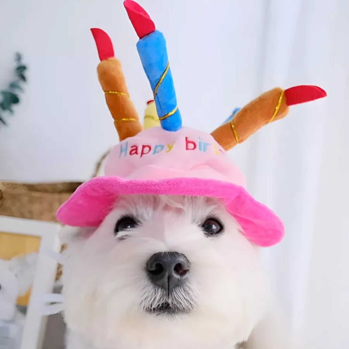 Disfraz para Gato Disfraz Gorro de Cumpleaños Disfraz para Perro Mascota