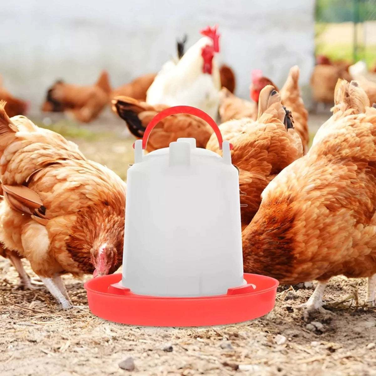 Bebedero Pollos 3 Lts Aves Pajaros Bebederos Gallinas Granja