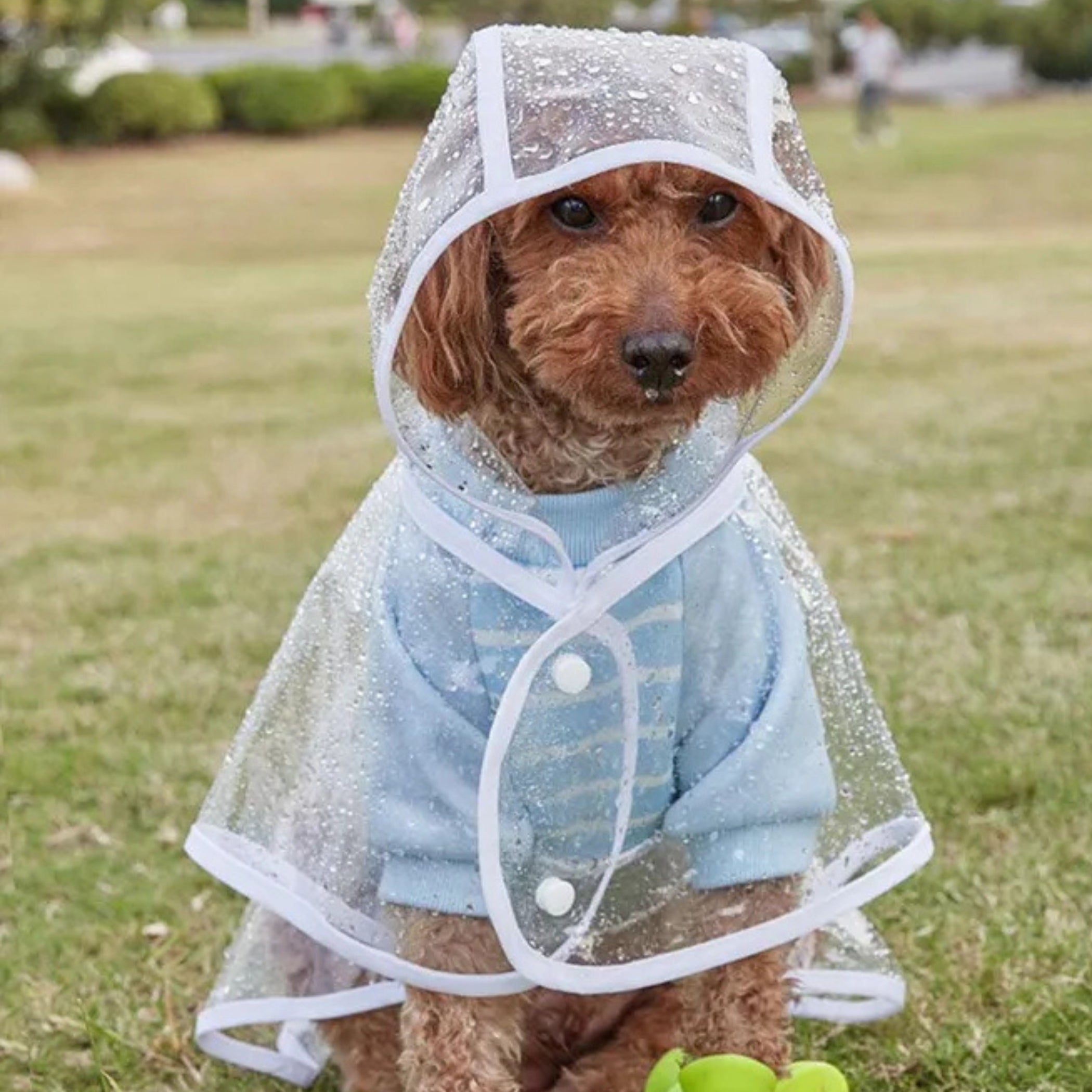 Capa De Lluvia Impermeable Transparente Para Perros Mascotas